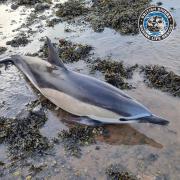 A dolphin that stranded on Crombie Point has had to be put to sleep. Pic: BDMLR / Kate Hopper.