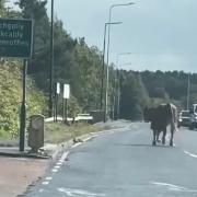The cow on the moo-ve in Cowdenbeath.