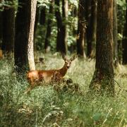 Concerns have been raised about illegal deer hunting near Lochore Meadows, but police say 'no criminality' has been established.
