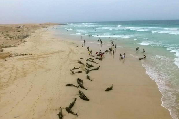 Cape Verde Dolphin Deaths