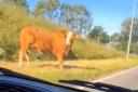 Cows were spotted on the road near Crossgates on Thursday morning. Pic: Fife Jammer Locations