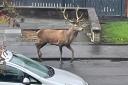A rare encounter in Crosshill as a stag was spotted walking through the village. Photo: Laura McConnell.