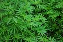 Police find five mature cannabis plants and 12 seedlings in Kelty