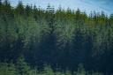 Is there a species more criticised than Sitka spruce?
