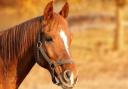 Why the long face? Fife Council have refused plans to build a house on a paddock.