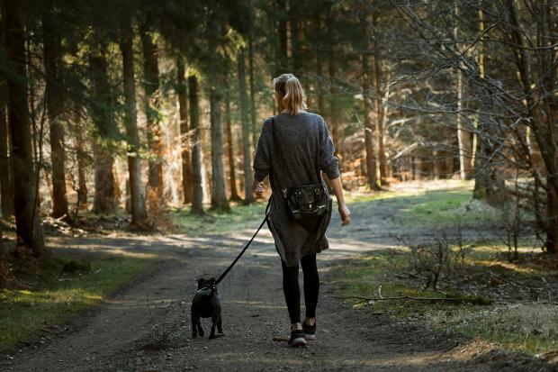 Dog owners could face £1000 fines for breaking these rules. (PA)