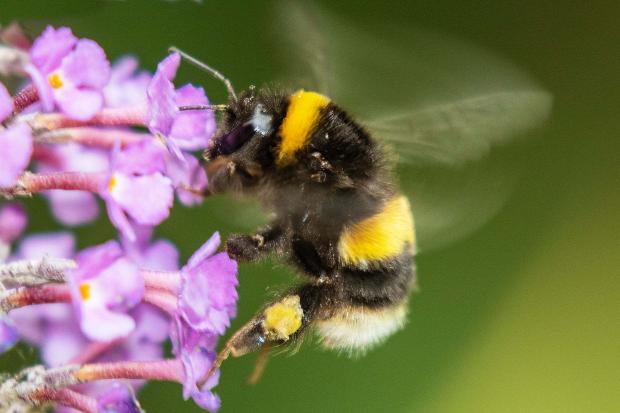 The council is set to create a pollinator strategy