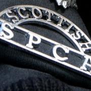 The Scottish SPCA are appealing for information.