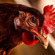 The Chief Veterinary Officers for Scotland, England, Wales and Northern Ireland have agreed to bring in new housing measures to protect poultry and captive birds from avian influenza.