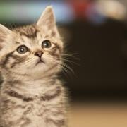 Cat owners face £500 fine under new UK law. (Canva)