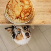 Get pampered pooches involved on pancake day with this dog-friendly recipe. Picture: Ocado
