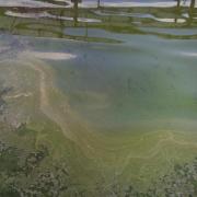 Blue-green algae has been found at Loch Ore at the Meedies.