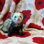 The Scottish SPCA have reported an 'influx' of the animals in their rescue centres.