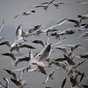 The disease has been found in dead birds on Fife coastlines.