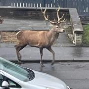 A rare encounter in Crosshill as a stag was spotted walking through the village. Photo: Laura McConnell.