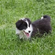 A Border Collie puppy was 