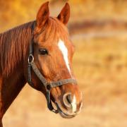 Why the long face? Fife Council have refused plans to build a house on a paddock.