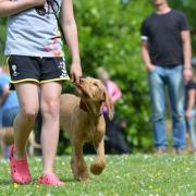 Plans for four dog exercise fields near Cowdenbeath have been withdrawn.