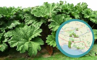 Giant Hogweed sighted across Dunfermline and the surrounding area Credit: WhatShed and Pixabay