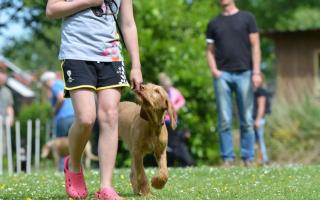 There are plans for four dog exercise fields west of Cowdenbeath.